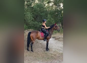 Deutsches Reitpony, Stute, 19 Jahre, 147 cm, Brauner