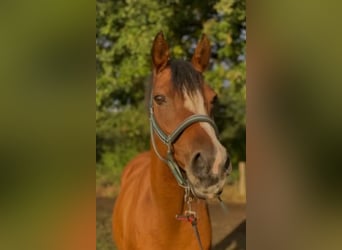 Deutsches Reitpony, Stute, 19 Jahre, 148 cm, Brauner