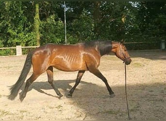 Deutsches Reitpony, Stute, 19 Jahre, 153 cm, Brauner