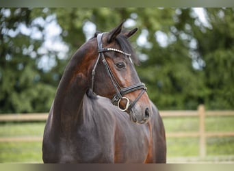 Deutsches Reitpony, Stute, 19 Jahre, 153 cm, Dunkelbrauner