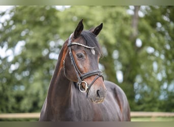 Deutsches Reitpony, Stute, 19 Jahre, 153 cm, Dunkelbrauner