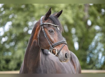 Deutsches Reitpony, Stute, 19 Jahre, 153 cm, Dunkelbrauner