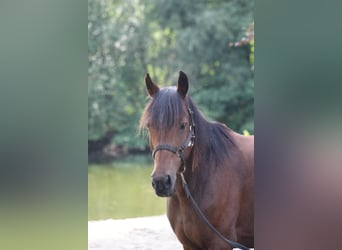 Deutsches Reitpony, Stute, 19 Jahre, Brauner