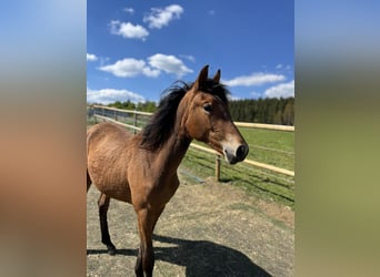 Deutsches Reitpony, Stute, 1 Jahr, 130 cm, Brauner