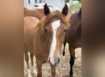 Deutsches Reitpony Mix, Stute, 1 Jahr, 130 cm, Dunkelfuchs