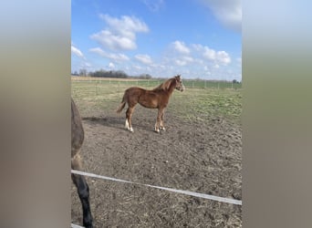 Deutsches Reitpony, Stute, 1 Jahr, 138 cm, Fuchs