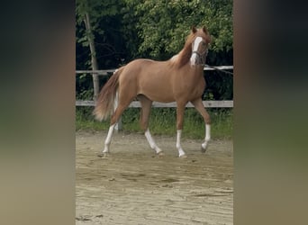 Deutsches Reitpony, Stute, 1 Jahr, 139 cm, Fuchs
