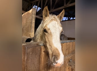 Deutsches Reitpony, Stute, 1 Jahr, 144 cm, Palomino