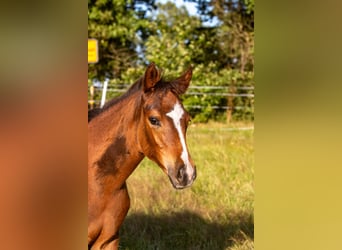 Deutsches Reitpony, Stute, 1 Jahr, 145 cm, Brauner