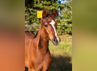 Deutsches Reitpony, Stute, 1 Jahr, 145 cm, Brauner