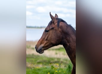 Deutsches Reitpony, Stute, 1 Jahr, 145 cm, Brauner