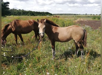 Deutsches Reitpony, Stute, 1 Jahr, 145 cm, Buckskin