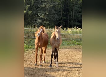 Deutsches Reitpony, Stute, 1 Jahr, 146 cm, Fuchs