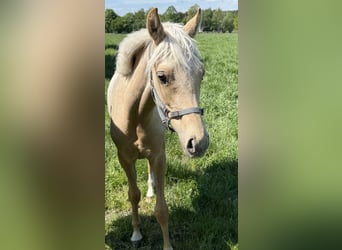 Deutsches Reitpony, Stute, 1 Jahr, 146 cm, Palomino