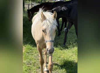 Deutsches Reitpony, Stute, 1 Jahr, 146 cm, Palomino