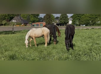 Deutsches Reitpony, Stute, 1 Jahr, 146 cm, Palomino