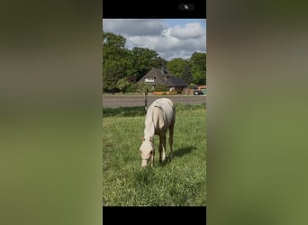 Deutsches Reitpony, Stute, 1 Jahr, 146 cm, Palomino