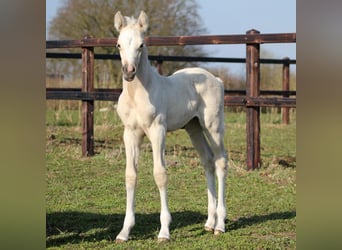 Deutsches Reitpony, Stute, 1 Jahr, 147 cm, Palomino