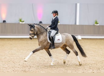 Deutsches Reitpony, Stute, 1 Jahr, 147 cm, Palomino