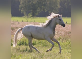 Deutsches Reitpony, Stute, 1 Jahr, 147 cm, Palomino