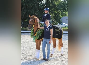 Deutsches Reitpony, Stute, 1 Jahr, 147 cm, Palomino