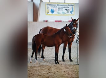 Deutsches Reitpony, Stute, 1 Jahr, 148 cm, Brauner