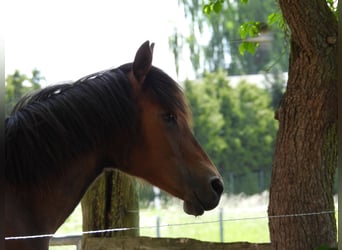 Deutsches Reitpony, Stute, 1 Jahr, 148 cm, Brauner