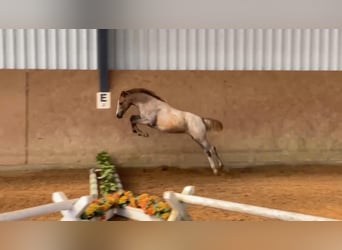 Deutsches Reitpony, Stute, 1 Jahr, 148 cm, Cremello