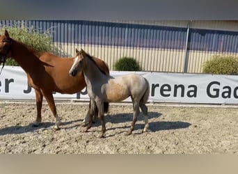 Deutsches Reitpony, Stute, 1 Jahr, 148 cm, Cremello