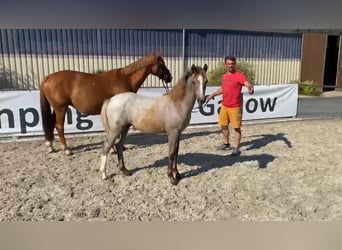 Deutsches Reitpony, Stute, 1 Jahr, 148 cm, Cremello