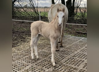 Deutsches Reitpony, Stute, 1 Jahr, 148 cm, Dunalino