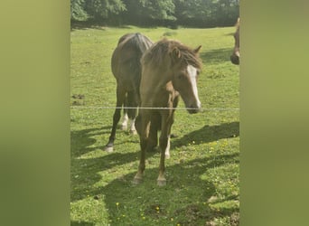Deutsches Reitpony, Stute, 1 Jahr, 148 cm, Dunkelfuchs