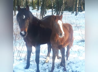 Deutsches Reitpony, Stute, 1 Jahr, 148 cm, Dunkelfuchs