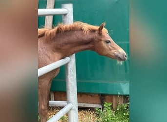 Deutsches Reitpony, Stute, 1 Jahr, 148 cm, Fuchs