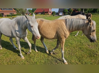 Deutsches Reitpony, Stute, 1 Jahr, 148 cm, Palomino
