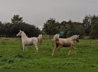 Deutsches Reitpony, Stute, 1 Jahr, 148 cm, Palomino