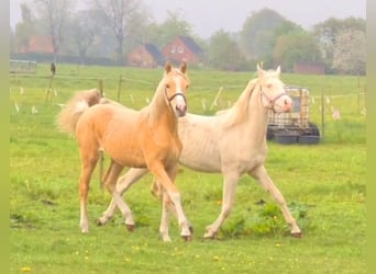 Deutsches Reitpony, Stute, 1 Jahr, 148 cm, Palomino