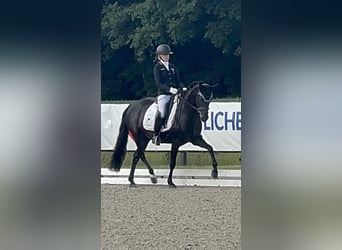 Deutsches Reitpony, Stute, 1 Jahr, 148 cm, Rappe