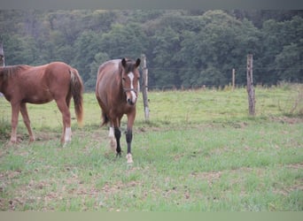 Deutsches Reitpony Mix, Stute, 1 Jahr, 150 cm, Dunkelbrauner