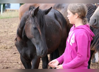 Deutsches Reitpony Mix, Stute, 1 Jahr, 150 cm, Rappe