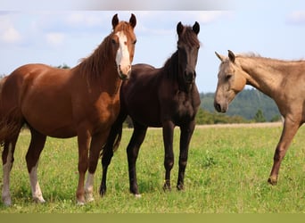 Deutsches Reitpony Mix, Stute, 1 Jahr, 150 cm, Rappe