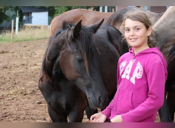 Deutsches Reitpony Mix, Stute, 1 Jahr, 150 cm, Rappe