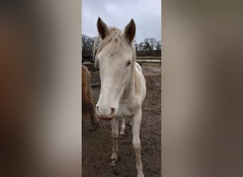 Deutsches Reitpony, Stute, 1 Jahr, 151 cm, Perlino