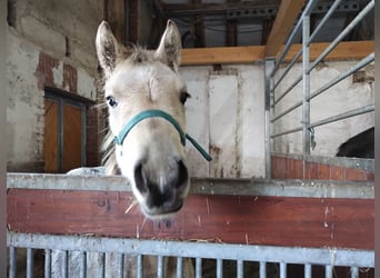 Deutsches Reitpony, Stute, 1 Jahr, 155 cm, Buckskin