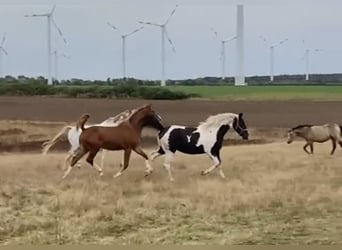 Deutsches Reitpony Mix, Stute, 1 Jahr, 160 cm, Schecke