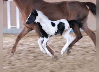 Deutsches Reitpony Mix, Stute, 1 Jahr, 160 cm, Schecke