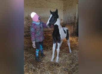 Deutsches Reitpony Mix, Stute, 1 Jahr, 160 cm, Schecke