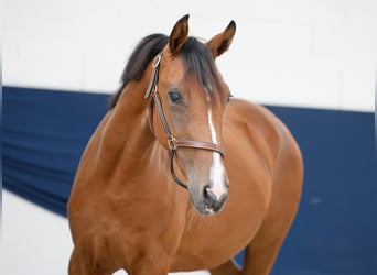 Deutsches Reitpony, Stute, 1 Jahr, Brauner