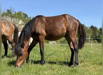 Deutsches Reitpony Mix, Stute, 1 Jahr, Brauner
