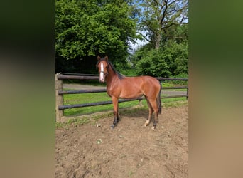 Deutsches Reitpony, Stute, 1 Jahr, Brauner